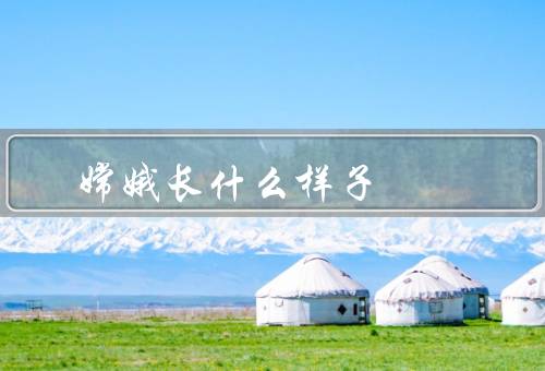 嫦娥长什么样子