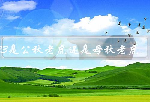 2023是公秋老虎还是母秋老虎