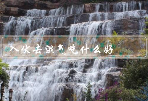 入伏去湿气吃什么好