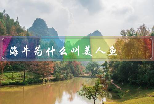 海牛为什么叫美人鱼