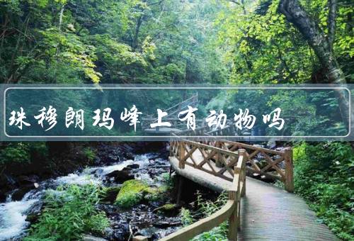 珠穆朗玛峰上有动物吗