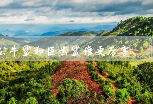 公牛鲨和巨齿鲨谁更厉害
