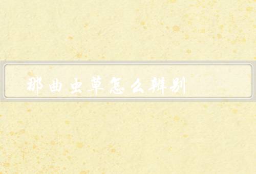 那曲虫草怎么辨别
