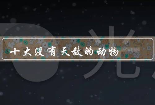 十大没有天敌的动物