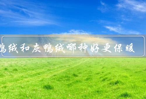 白鸭绒和灰鸭绒哪种好更保暖