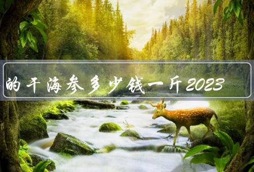 好的干海参多少钱一斤2023
