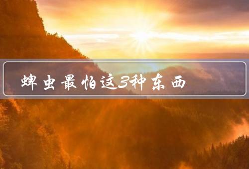 蜱虫最怕这3种东西