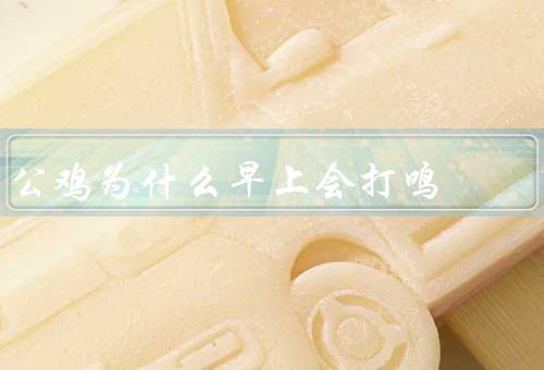 公鸡为什么早上会打鸣