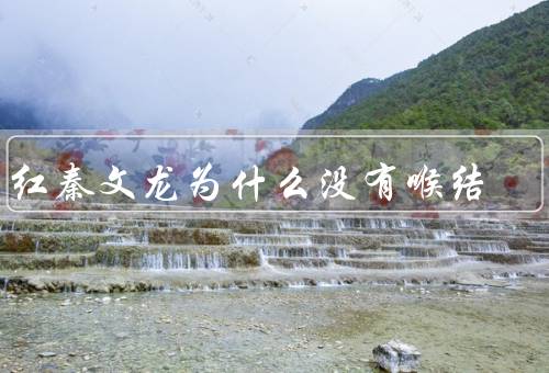 网红秦文龙为什么没有喉结