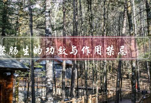 整肠生的功效与作用禁忌