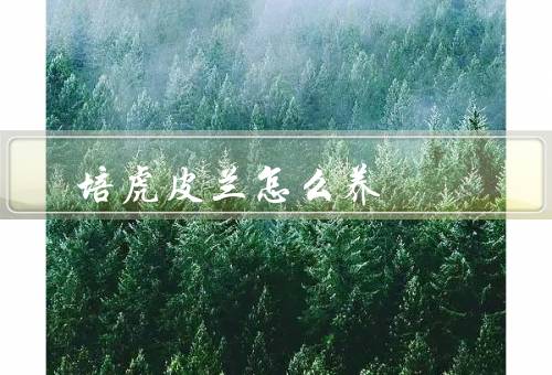 培虎皮兰怎么养