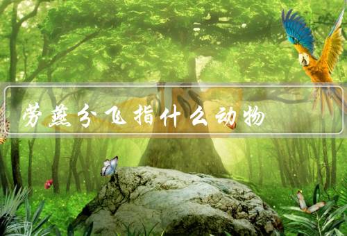 劳燕分飞指什么动物