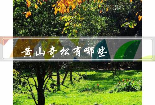 黄山奇松有哪些