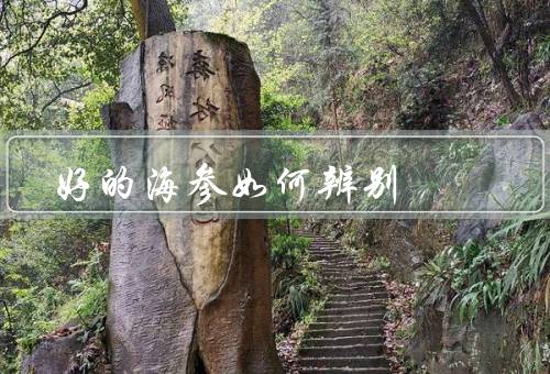 好的海参如何辨别