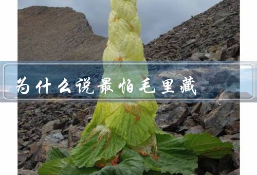 为什么说最怕毛里藏