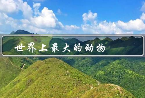 世界上最大的动物