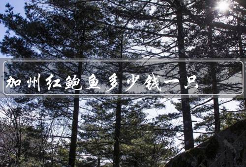 加州红鲍鱼多少钱一只