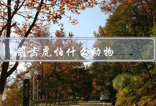 剑齿虎怕什么动物