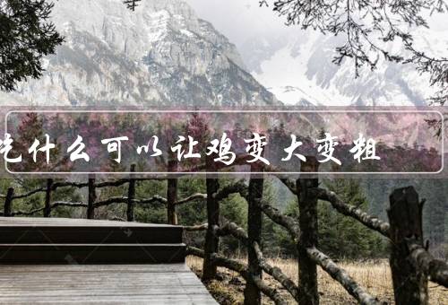 吃什么可以让鸡变大变粗