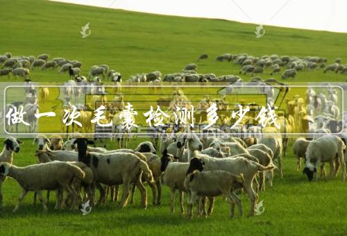 做一次毛囊检测多少钱