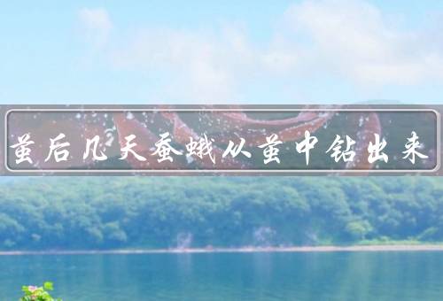 蚕结茧后几天蚕蛾从茧中钻出来