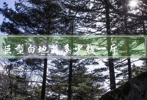 巨型白地菇多少钱一斤