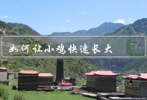 如何让小鸡快速长大