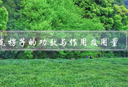 煅瓦楞子的功效与作用及用量