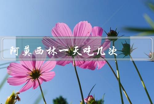 阿莫西林一天吃几次