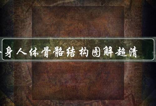 全身人体骨骼结构图解超清
