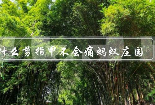 为什么剪指甲不会痛蚂蚁庄园