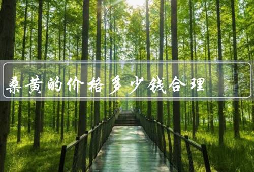 桑黄的价格多少钱合理