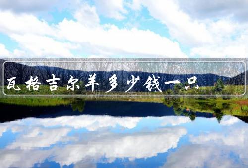 瓦格吉尔羊多少钱一只，一只3万元（最高达1600万元）