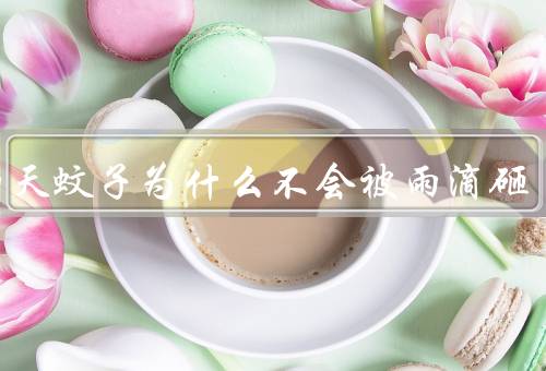 下雨天蚊子为什么不会被雨滴砸