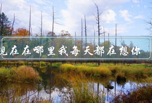 你现在在哪里我每天都在想你