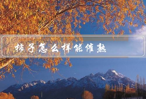 柿子怎么样能催熟