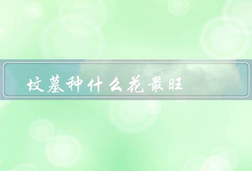 坟墓种什么花最旺