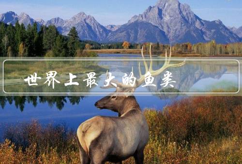 世界上最大的鱼类