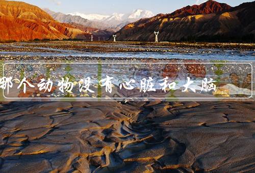 哪个动物没有心脏和大脑