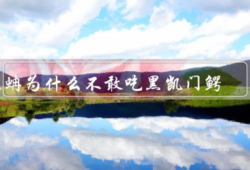 森蚺为什么不敢吃黑凯门鳄