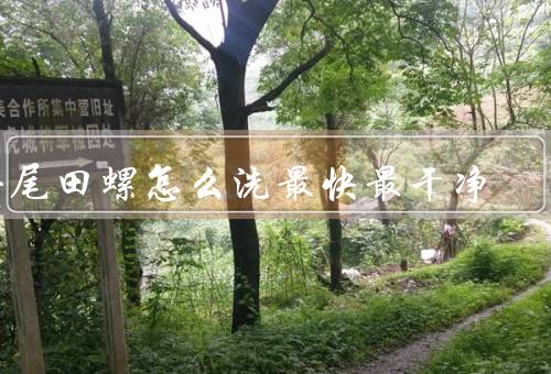 去尾田螺怎么洗最快最干净