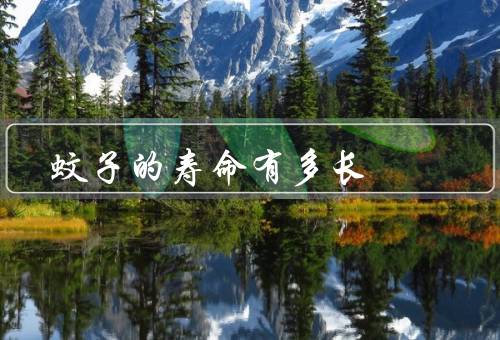 蚊子的寿命有多长