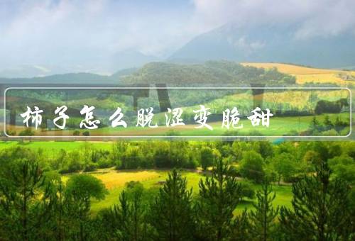 柿子怎么脱涩变脆甜