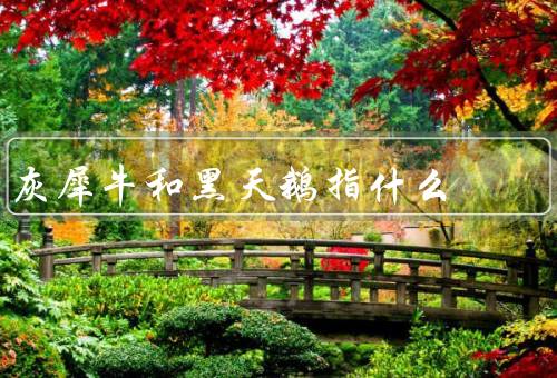 灰犀牛和黑天鹅指什么