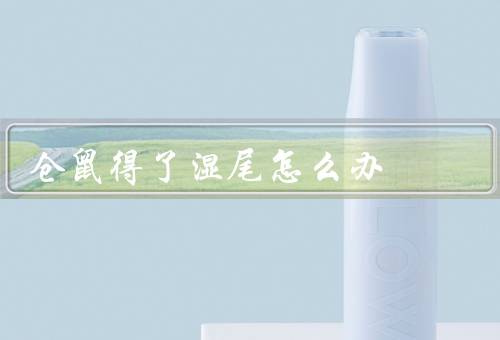 仓鼠得了湿尾怎么办