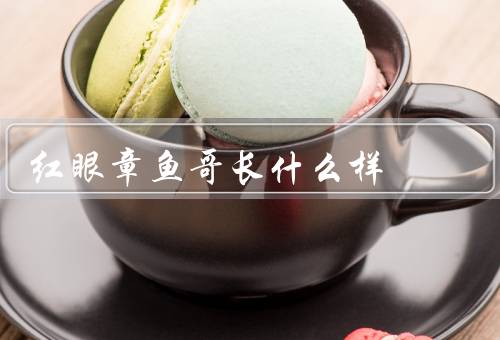 红眼章鱼哥长什么样
