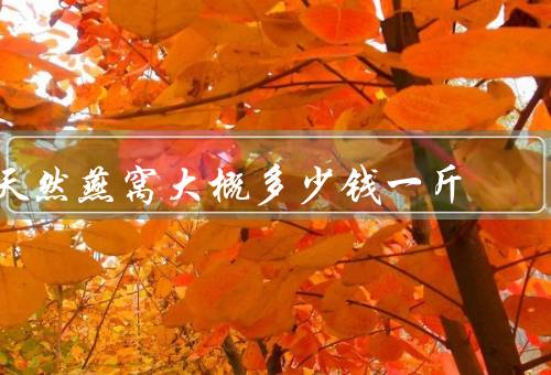天然燕窝大概多少钱一斤