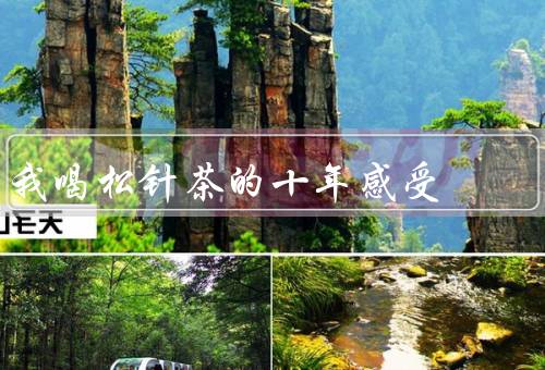 我喝松针茶的十年感受