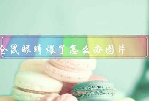 仓鼠眼睛爆了怎么办图片