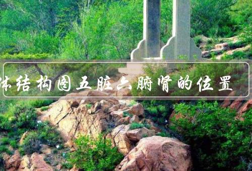 人体结构图五脏六腑肾的位置